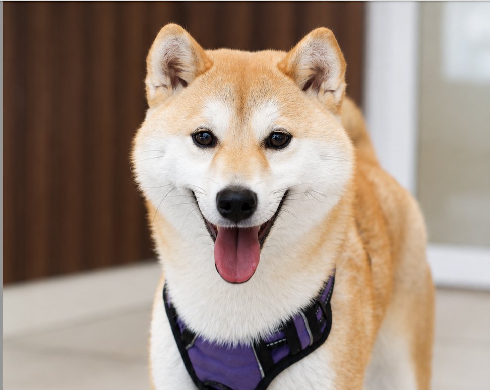 Dificultad para caminar en perros